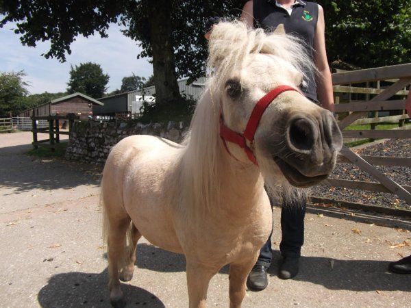 A small white pony