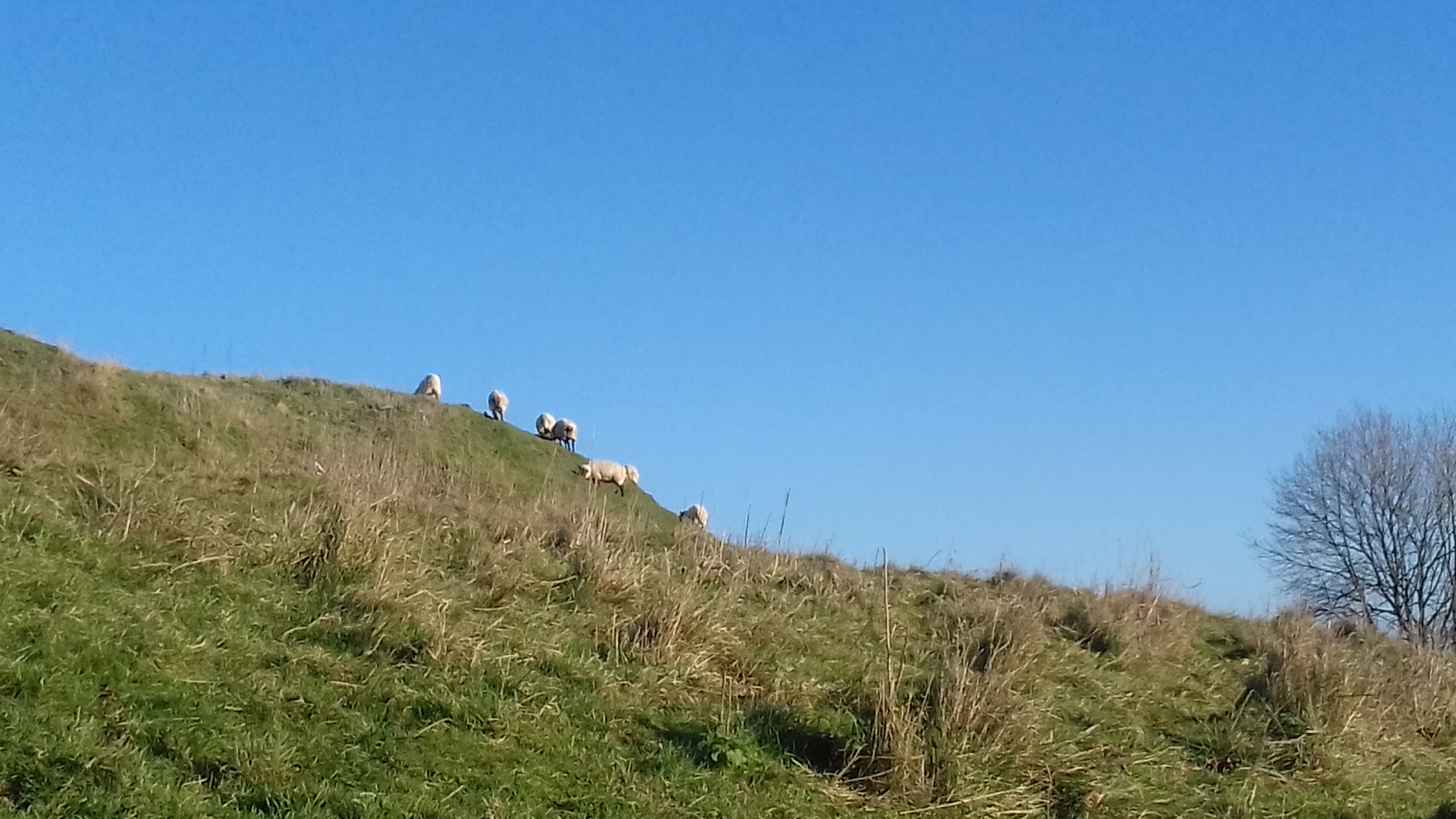 Sheep on a hillside