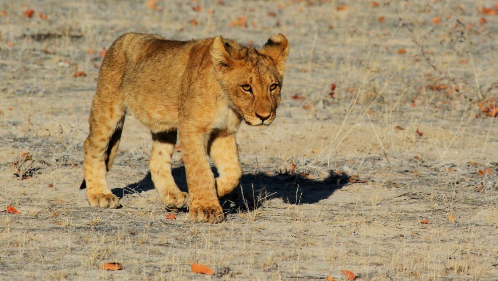 A lion cub going for a stroll