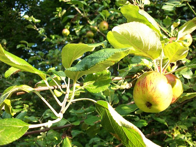 Apples growing in a leafy tree