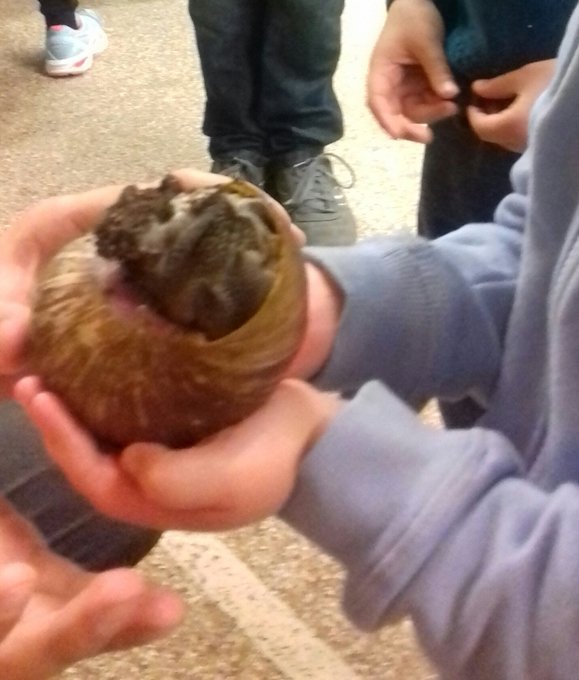 A large snail