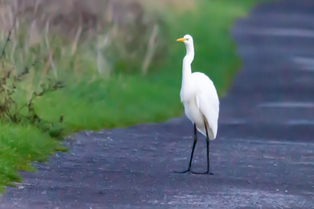 Egret