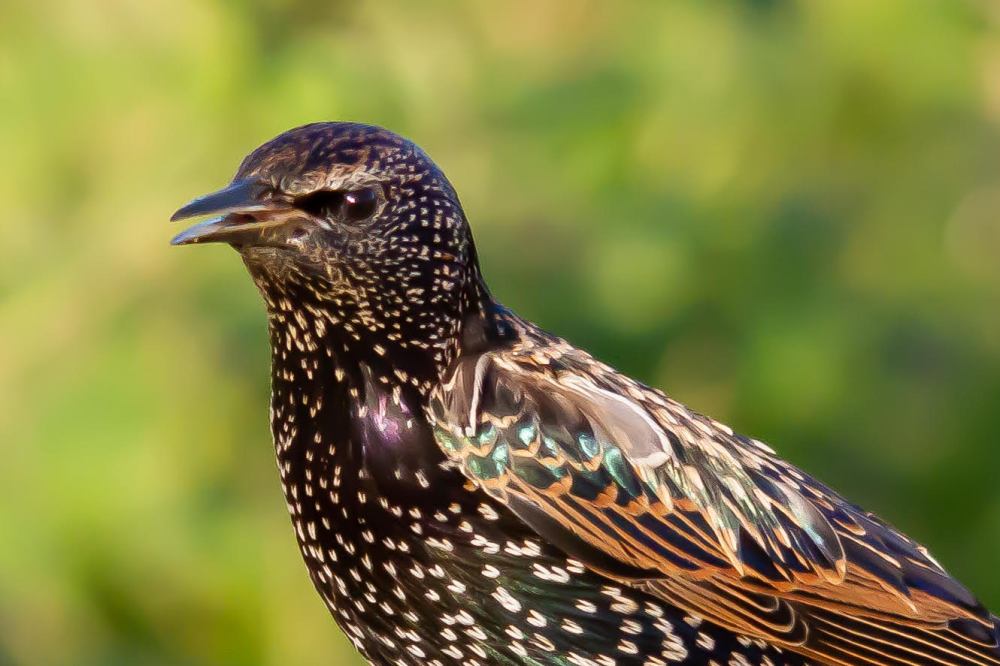 Starling