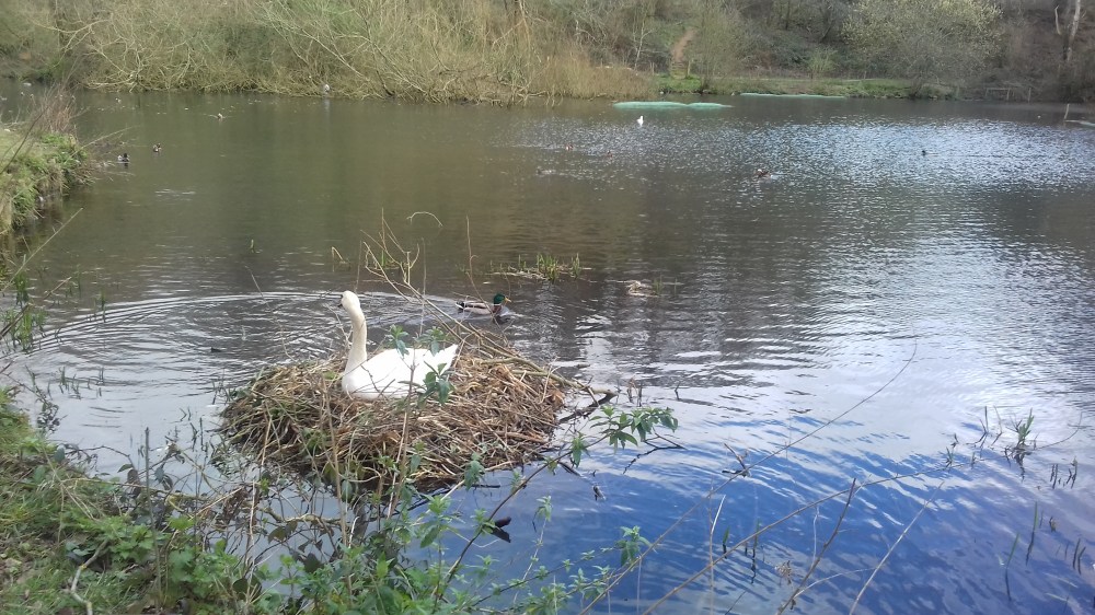 Swan nest