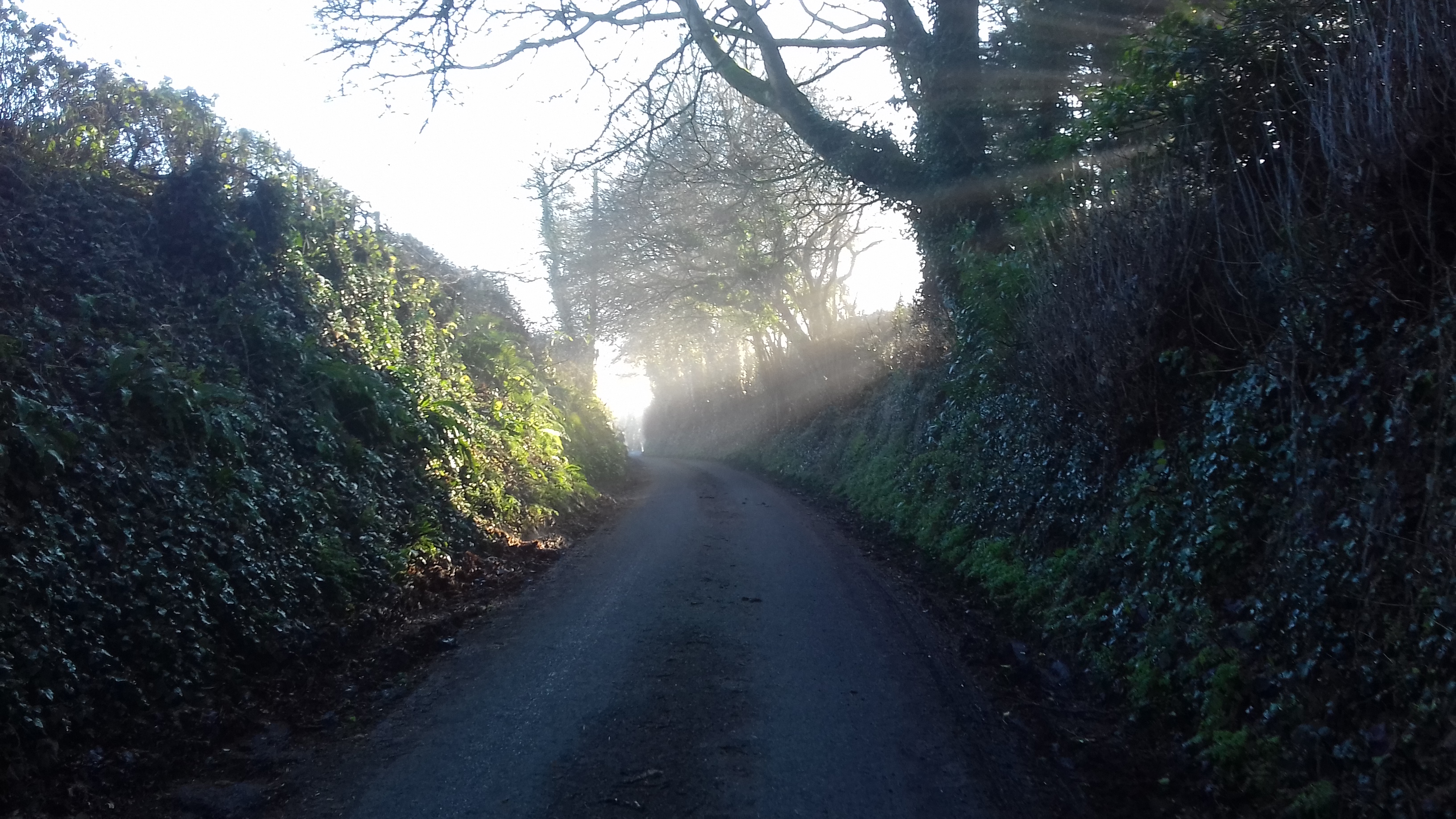 A country lane with trees and a beam of sunshine
