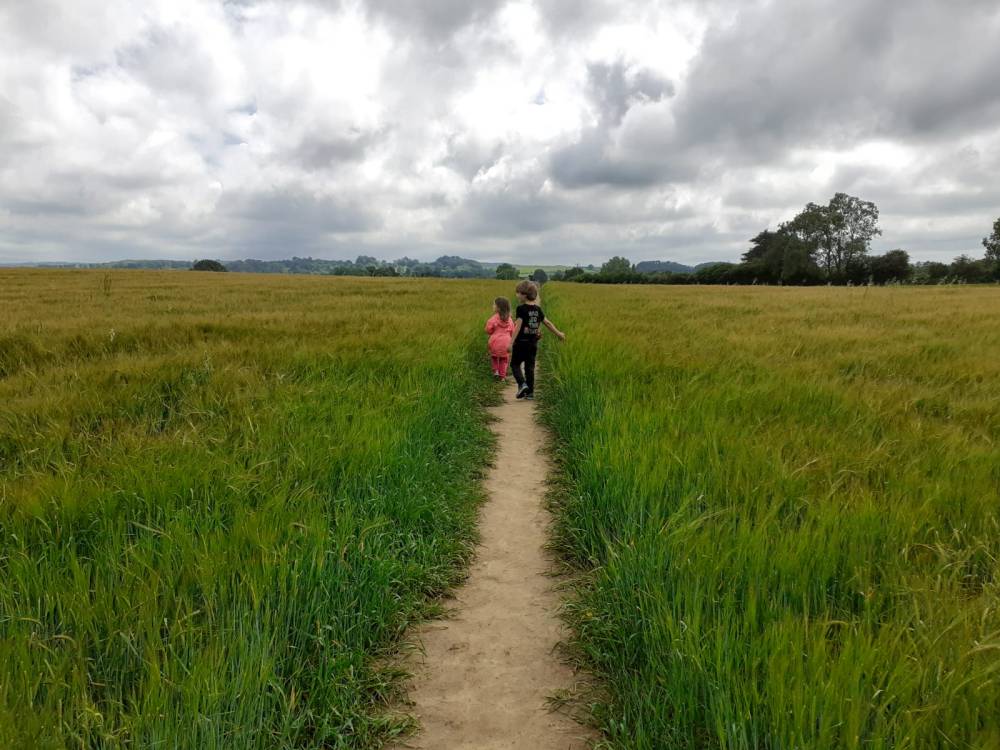 A wheat field with kids walking along the path through the middle