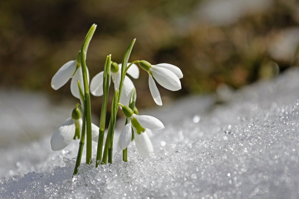 Snowdrops in snow