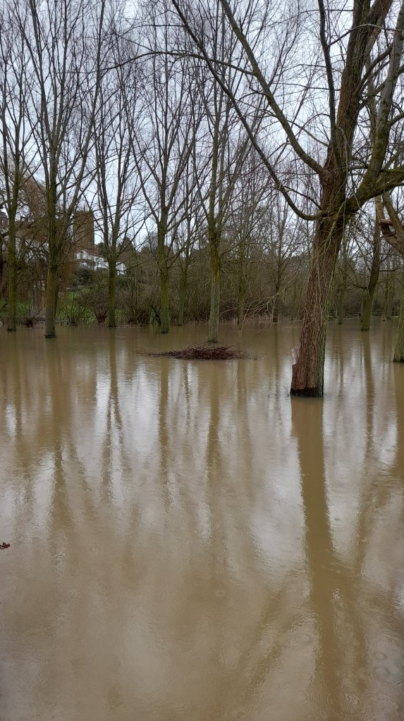 Birch trees growing out of the watery Somerset Levels