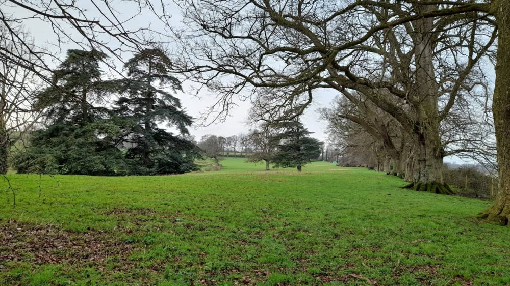 A bright green field with ancient dark green trees