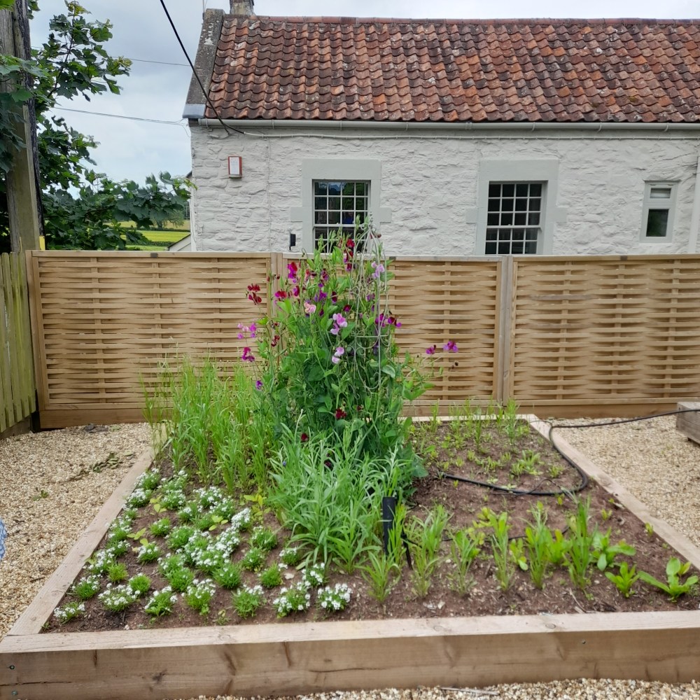A vegetable bed with pale purple chives