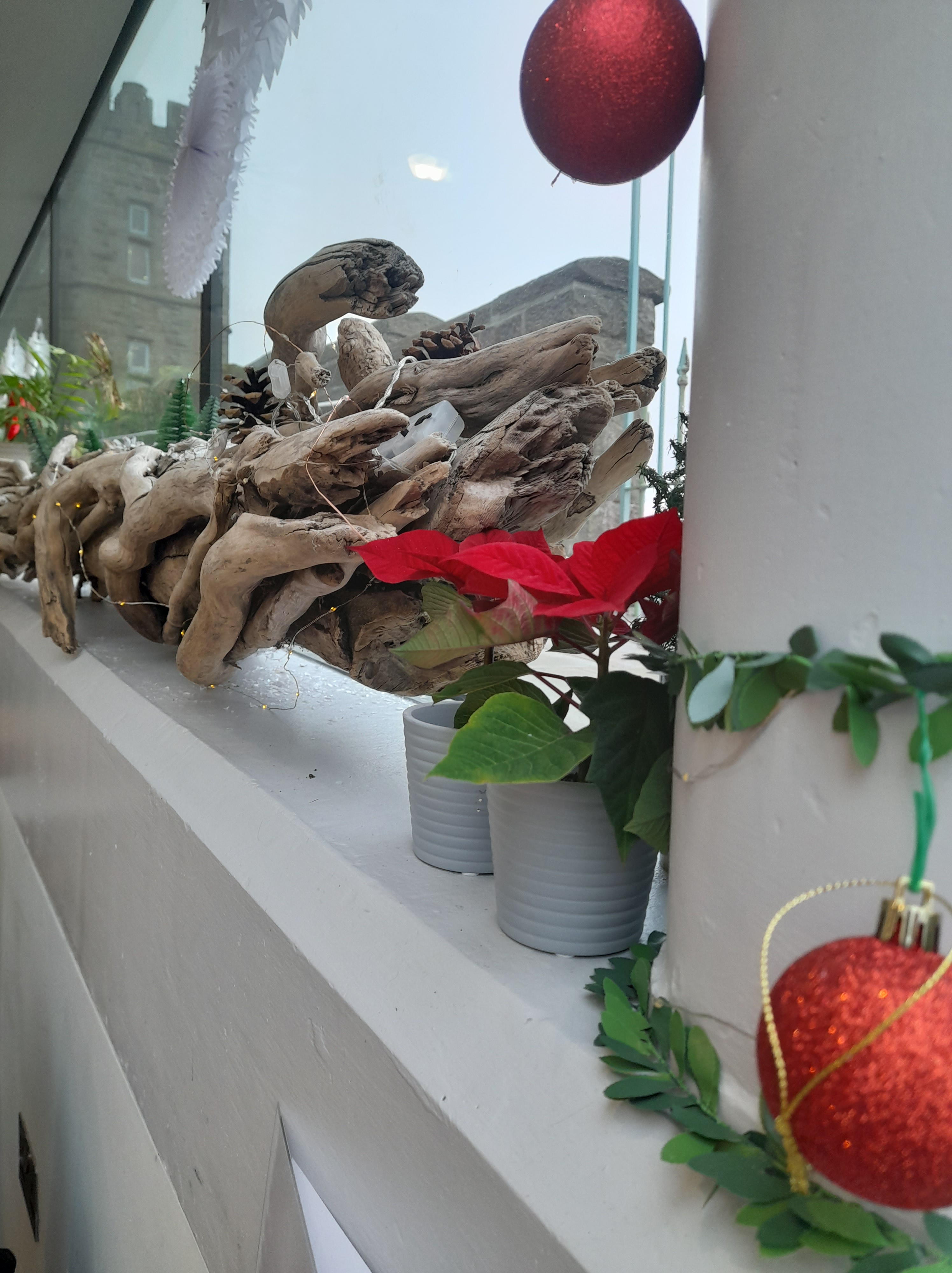 Poinsettia and driftwood in a Christmas display in the restaurant on the pier