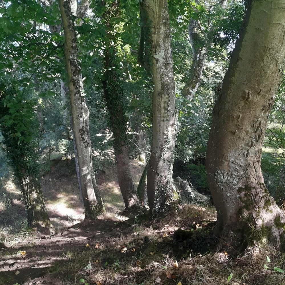 Dappled trees in the sunlight on the ascent to Cadbury Castle