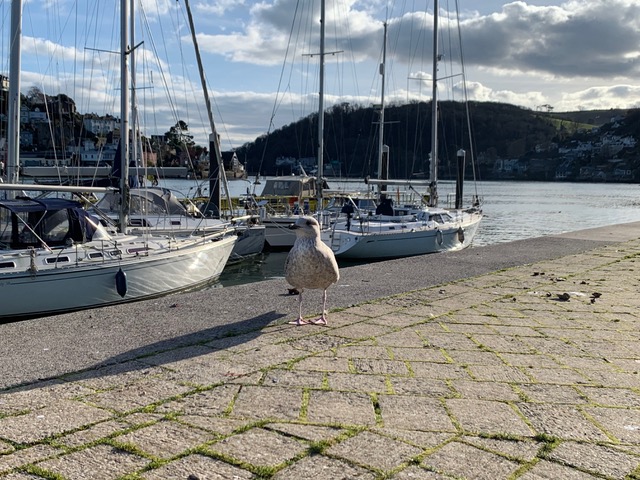 An eager seagull in front of some boats bobbing in the bay